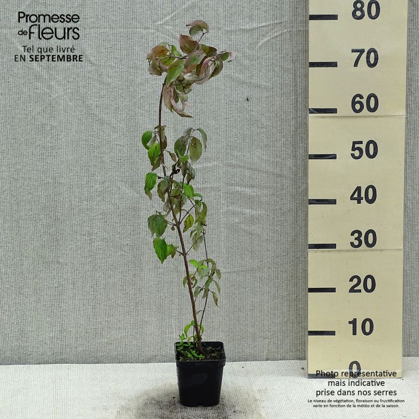 Exemplaar van Cornus mas - Gele kornoelje Pot van 1,5 l/2 l zoals geleverd in de zomer