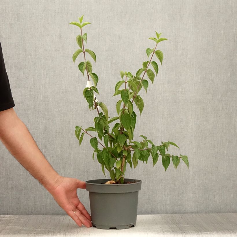 Exemplaar van Cornus mas - Gele kornoelje Pot van 2 l/3 l zoals geleverd in de zomer