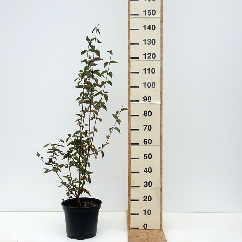 Exemplaar van Cornus mas - Gele kornoelje Pot van 7,5 l/10 l zoals geleverd in de herfst