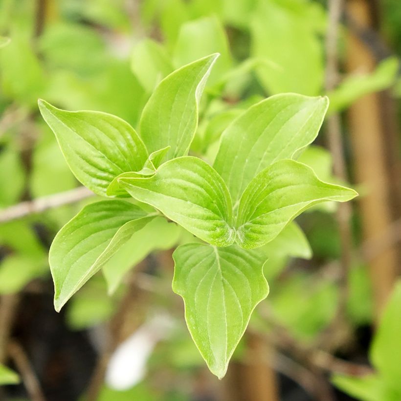 Cornus mas Flava - Gele kornoelje (Blad)