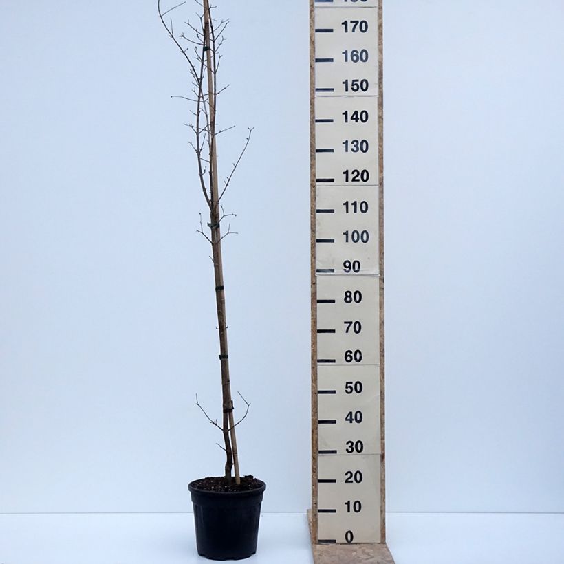 Exemplaar van Cornus mas Flava - Gele kornoelje Pot van 7,5 l/10 l zoals geleverd in de winter