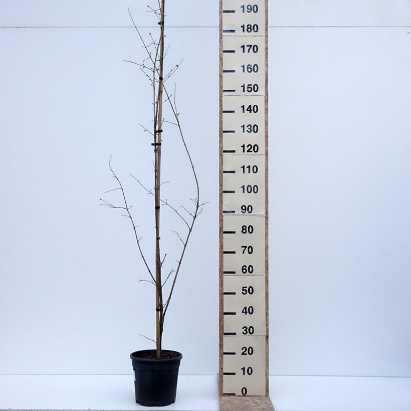 Exemplaar van Cornus mas Florianka - Gele kornoelje Pot van 7,5 l/10 l zoals geleverd in de winter