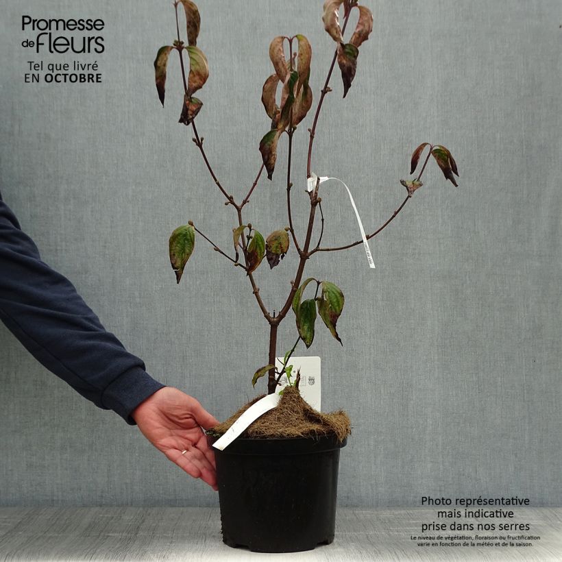 Exemplaar van Cornus mas Jolico - Cornouiller mâle Pot de 3L/4L zoals geleverd in de herfst