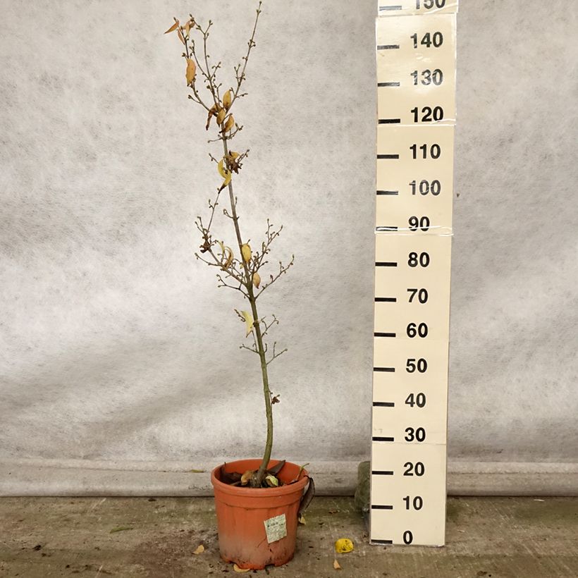 Exemplaar van Cornus mas Kazanlak - Gele kornoelje Pot van 7,5 l/10 l zoals geleverd in de herfst