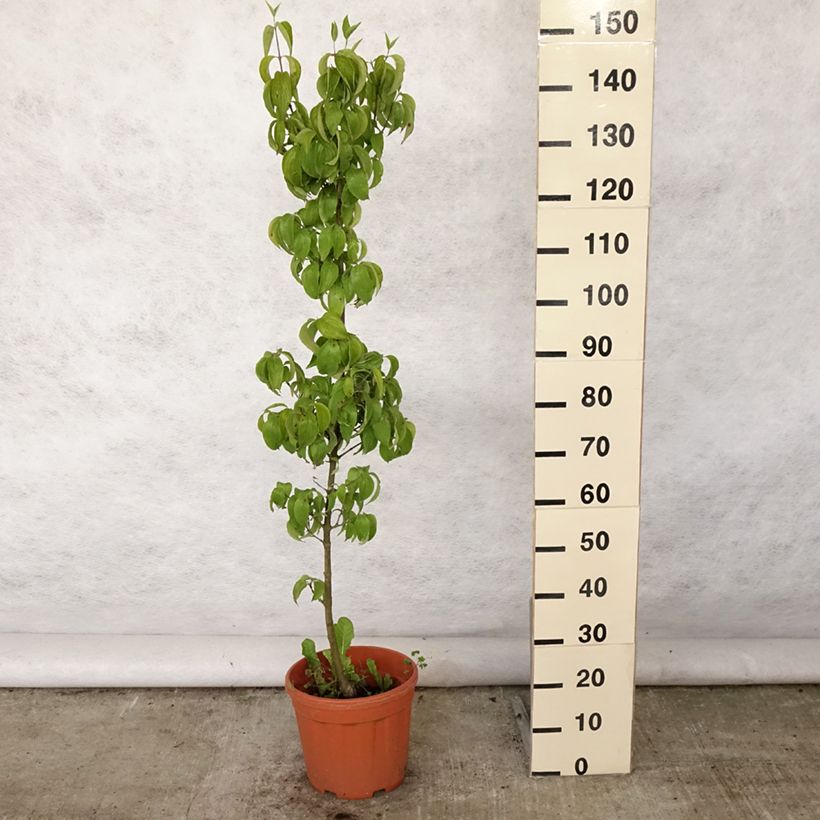 Exemplaar van Cornus mas Kazanlak - Gele kornoelje Pot van 7,5 l/10 l zoals geleverd in de zomer