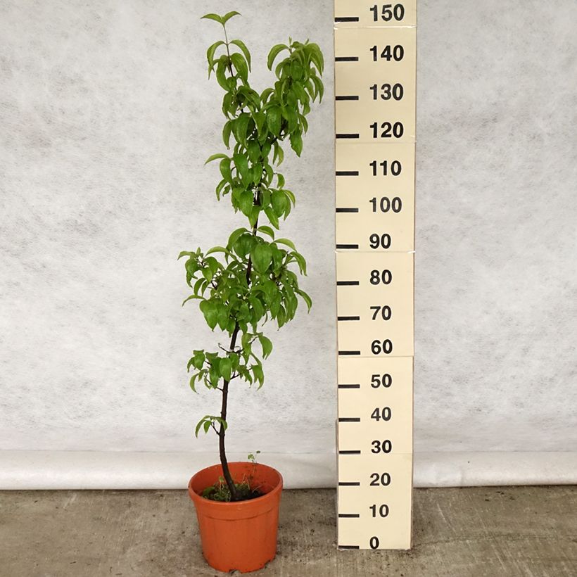 Exemplaar van Cornus mas Kazanlak - Gele kornoelje Pot van 7,5 l/10 l zoals geleverd in de lente