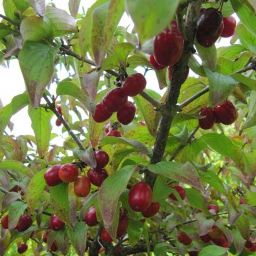 Cornus mas - Gele kornoelje (Oogst)