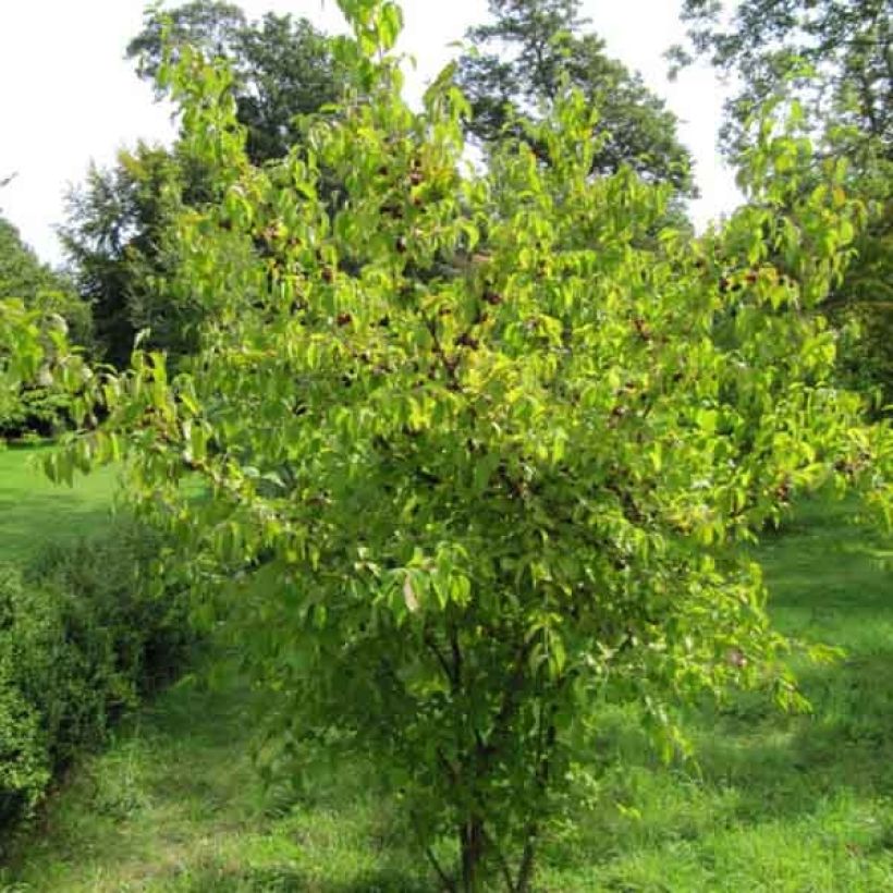 Cornus mas - Gele kornoelje (Groeiplaats)