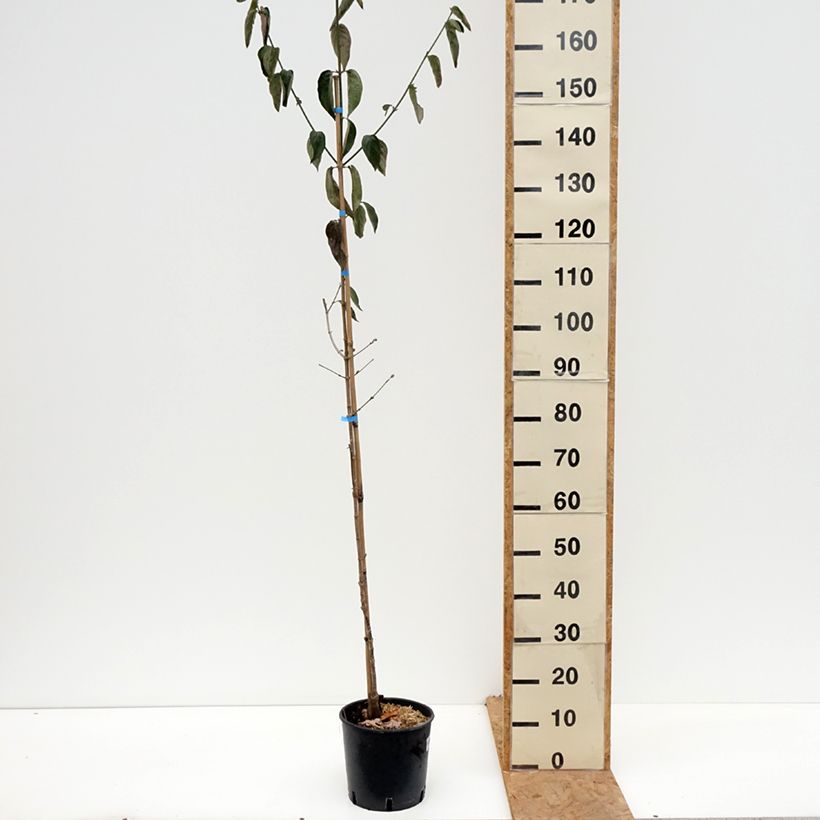 Exemplaar van Cornus mas Nikołka - Gele kornoelje Pot van 4 l/5 l zoals geleverd in de herfst