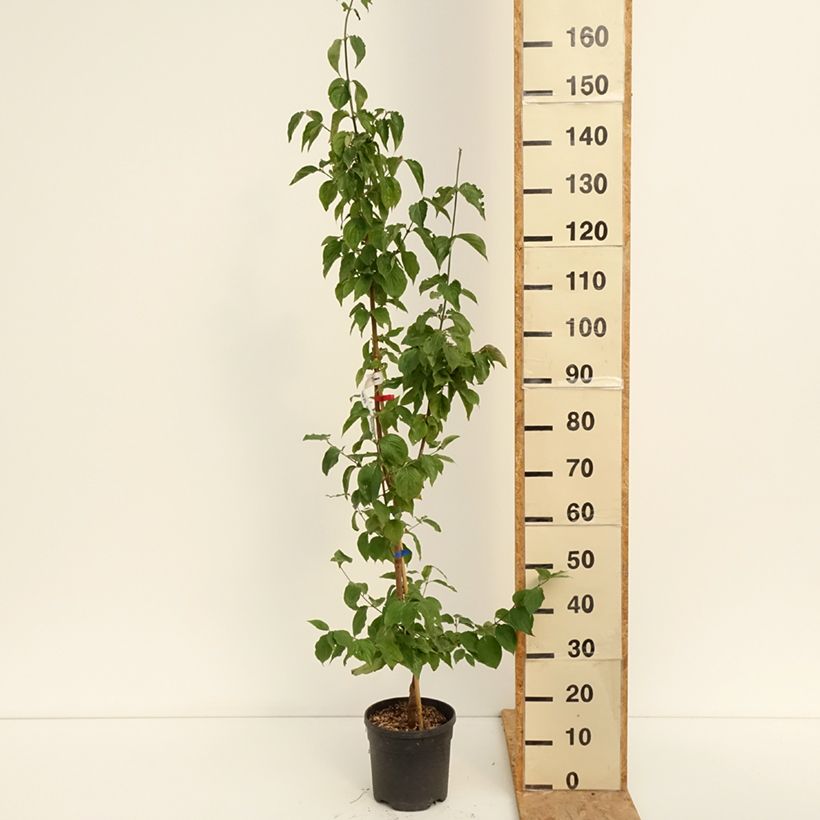 Exemplaar van Cornus mas Nikołka - Gele kornoelje Pot van 4 l/5 l zoals geleverd in de zomer