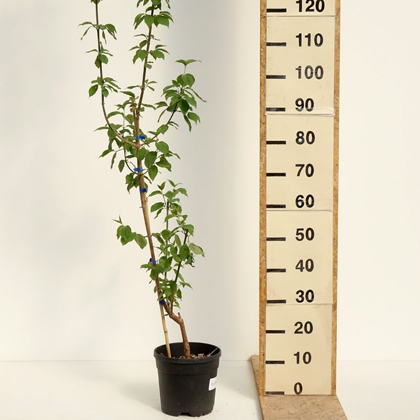 Exemplaar van Cornus mas Nikołka - Gele kornoelje Pot van 4 l/5 l zoals geleverd in de lente