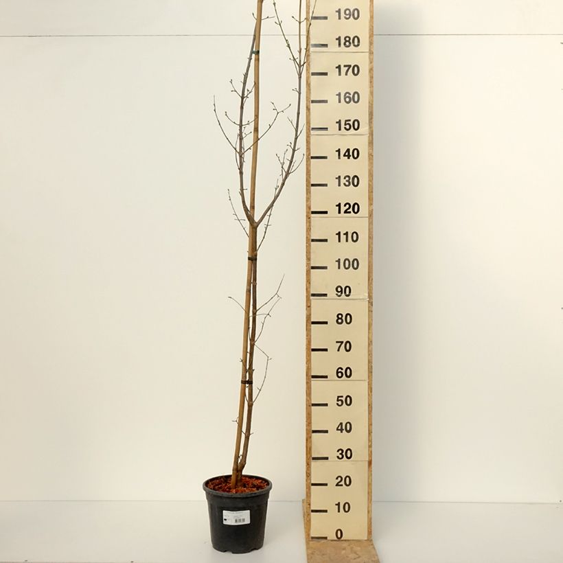 Exemplaar van Cornus mas Pancharevo - Gele kornoelje Pot van 7,5 l/10 l zoals geleverd in de winter