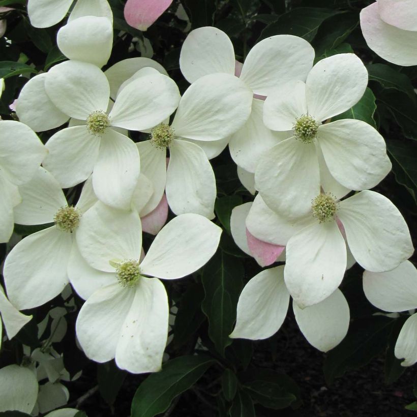 Cornus Norman Hadden - Japanse kornoelje (Bloei)
