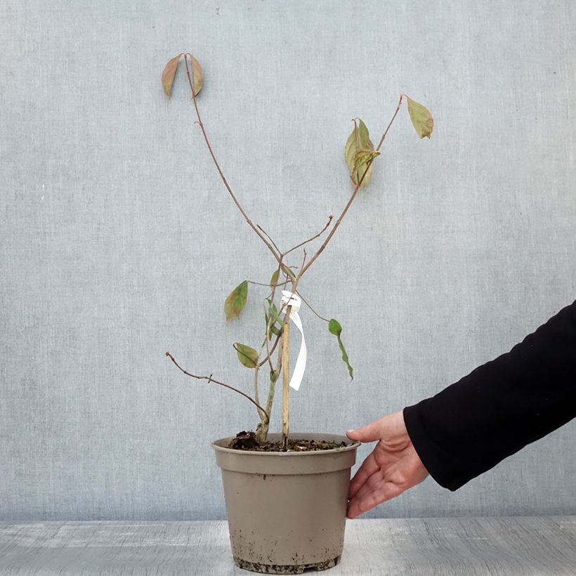 Exemplaar van Cornus Norman Hadden - Japanse kornoelje Pot van 4 l/5 l zoals geleverd in de herfst