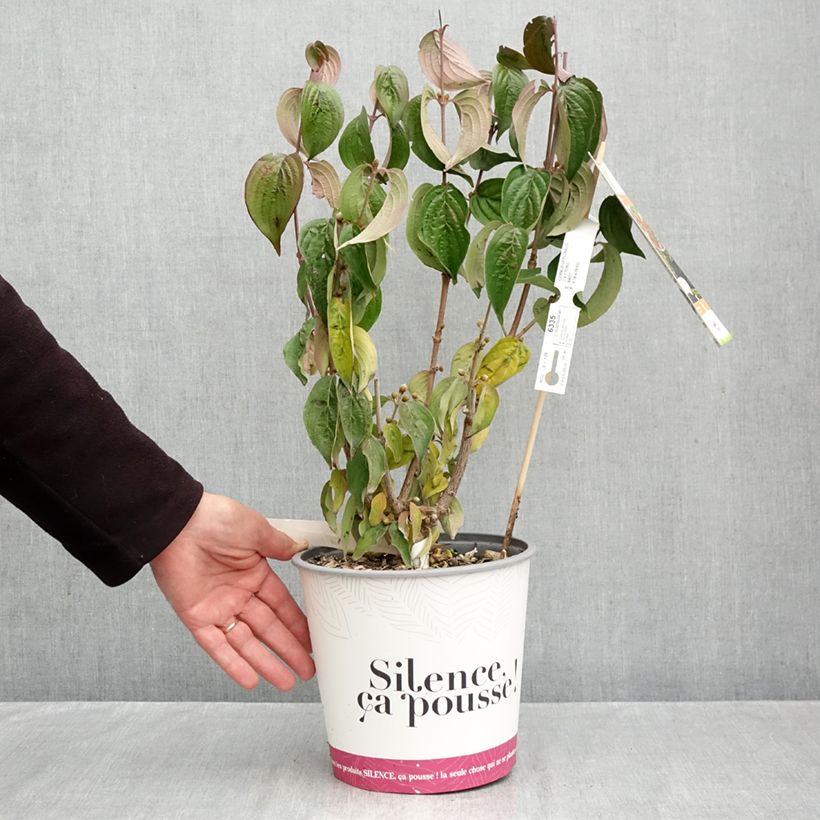 Exemplaar van Cornus officinalis - Japanse kornoelje Pot van 4 l/5 l zoals geleverd in de herfst
