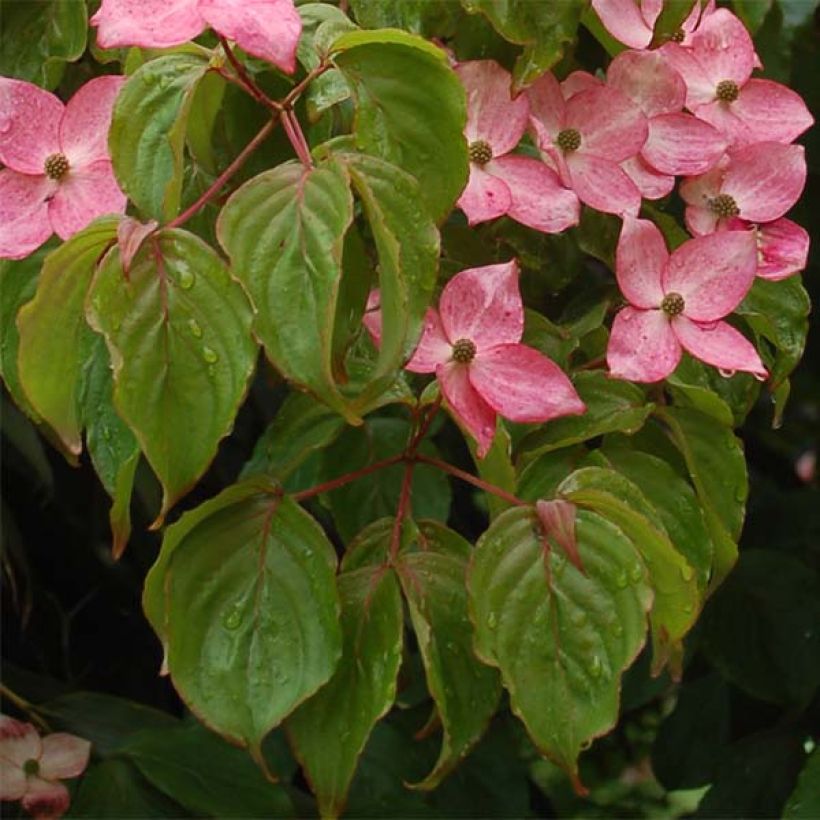 Cornus kousa Satomi - Japanse kornoelje (Blad)