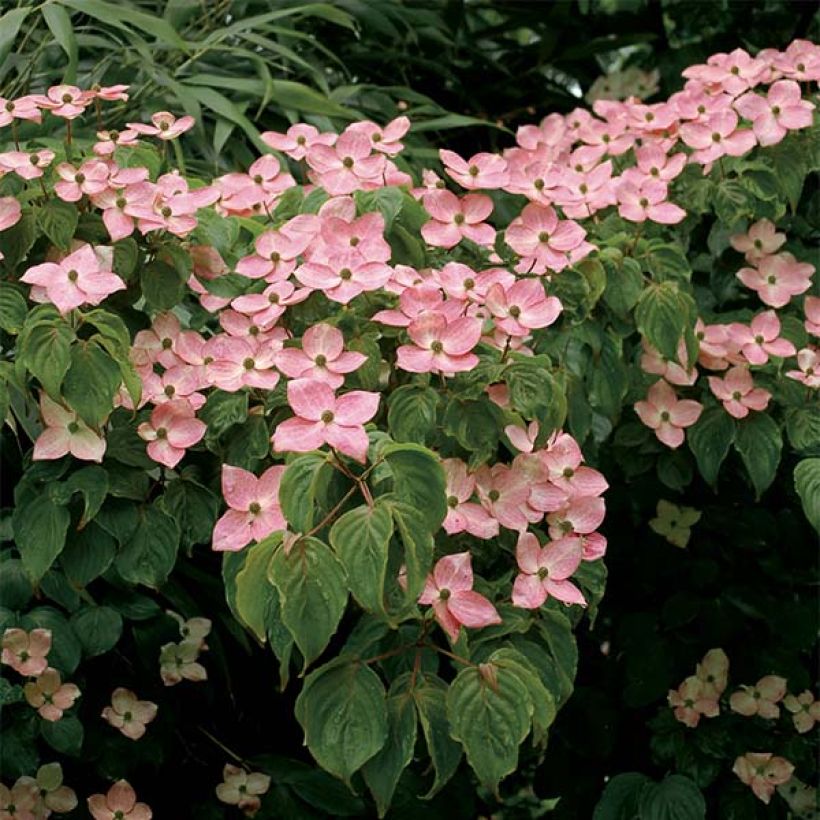 Cornus kousa Satomi - Japanse kornoelje (Bloei)