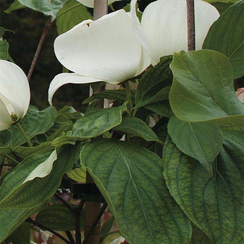 Cornus kousa Venus - Japanse kornoelje (Blad)