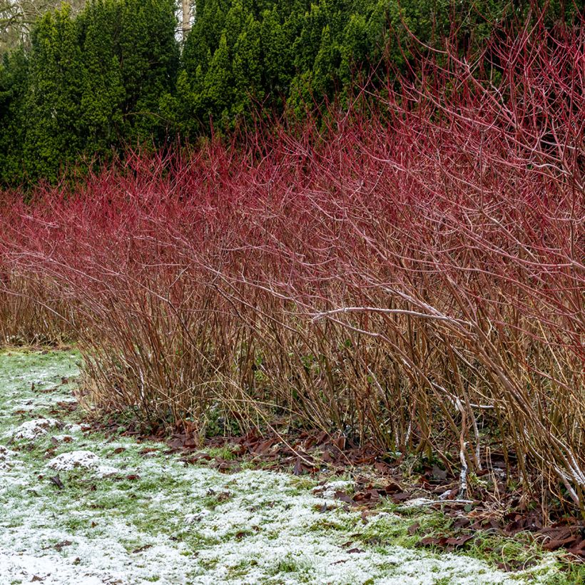 Cornus sanguinea - Rode kornoelje (Groeiplaats)