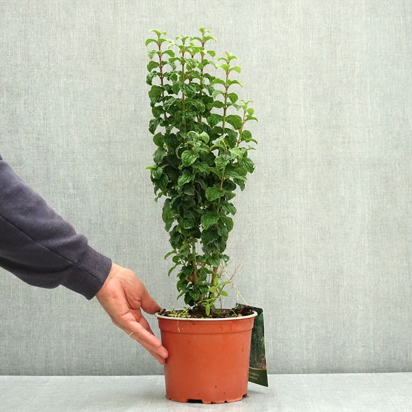 Exemplaar van Cornus sanguinea Compressa - Rode kornoelje Pot van 3 l/4 l zoals geleverd in de zomer