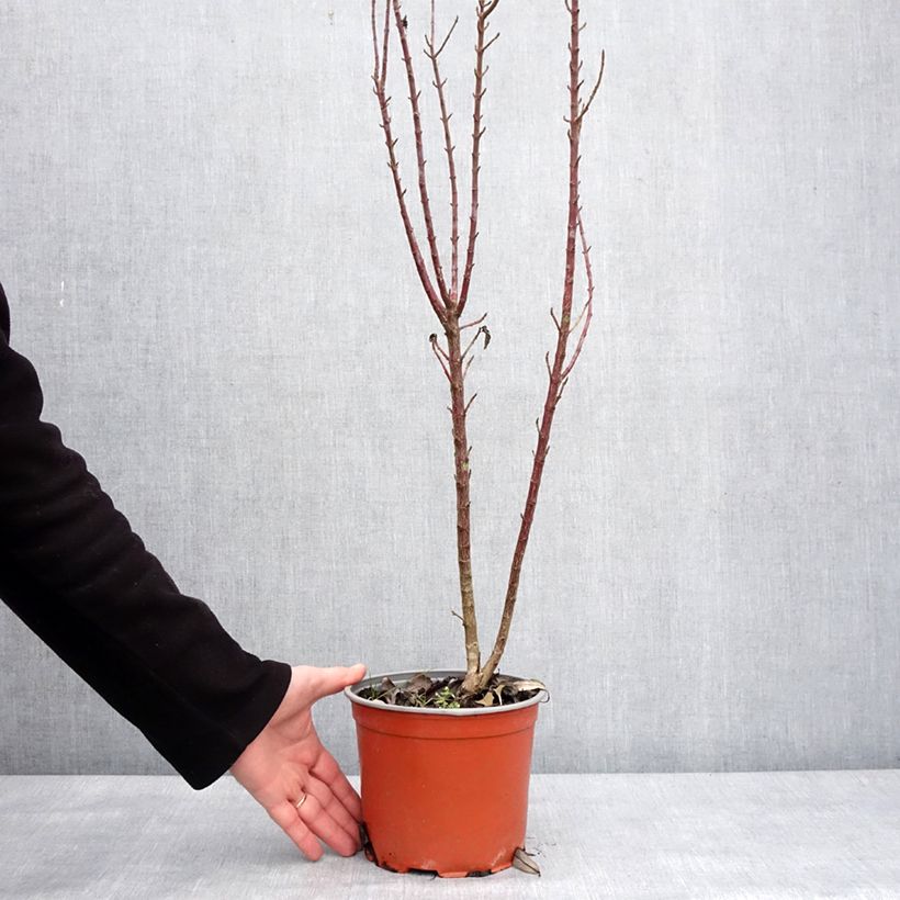 Exemplaar van Cornus sanguinea Compressa - Cornouiller sanguin Pot de 3L/4L zoals geleverd in de winter