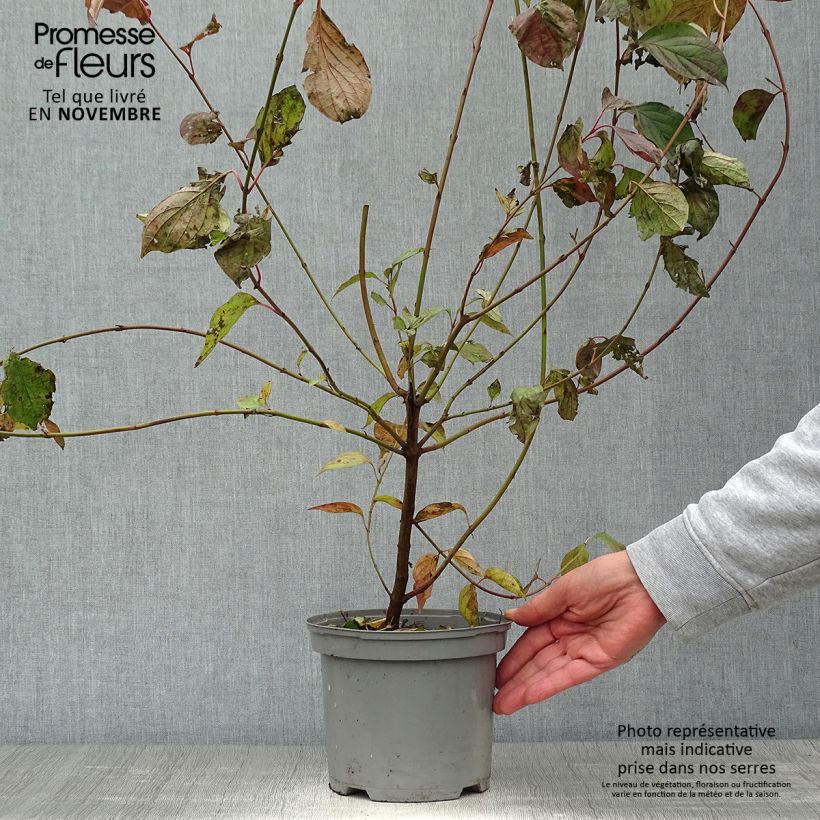Exemplaar van Cornus sanguinea - Rode kornoelje Pot van 2 l/3 l zoals geleverd in de herfst