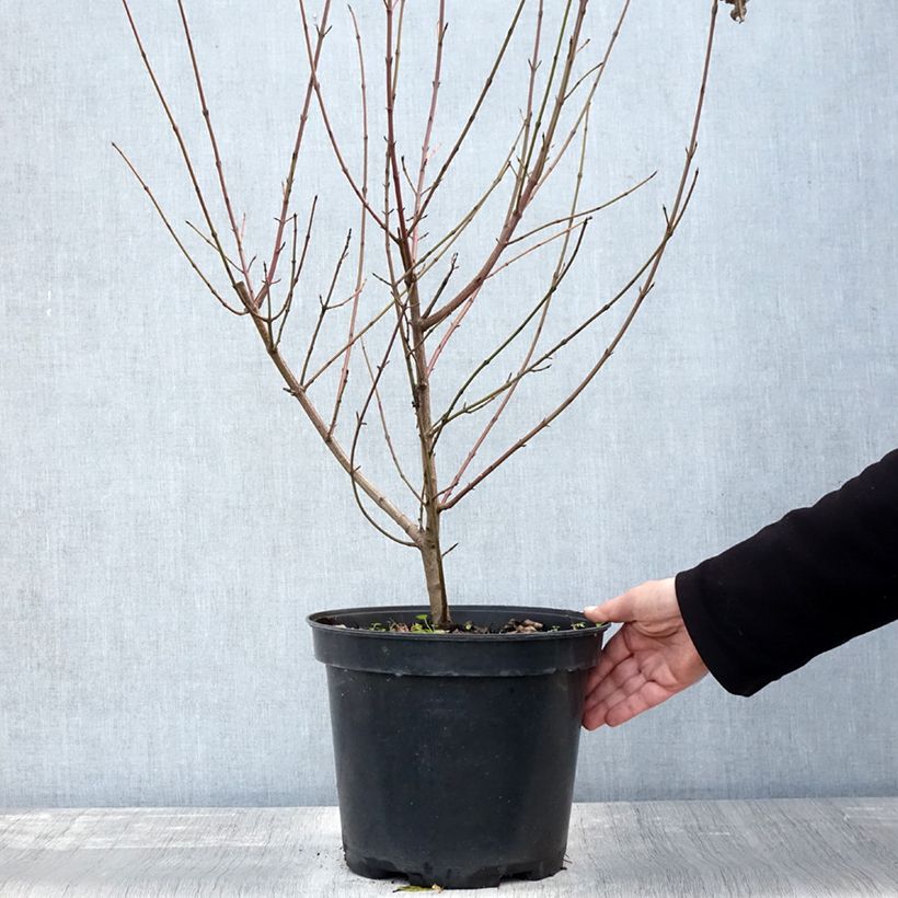 Exemplaar van Cornus sanguinea - Rode kornoelje Pot van 7,5 l/10 l zoals geleverd in de herfst