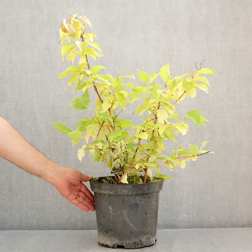 Exemplaar van Cornus sanguinea Magic Flame - Rode kornoelje Pot van 7,5 l/10 l zoals geleverd in de zomer