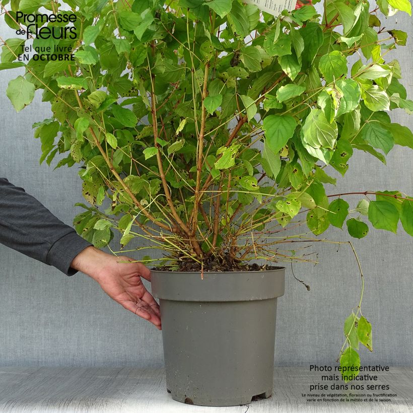 Exemplaar van Cornus sanguinea Mid Winter Fire - Rode kornoelje Pot van 6 l/7 l zoals geleverd in de herfst