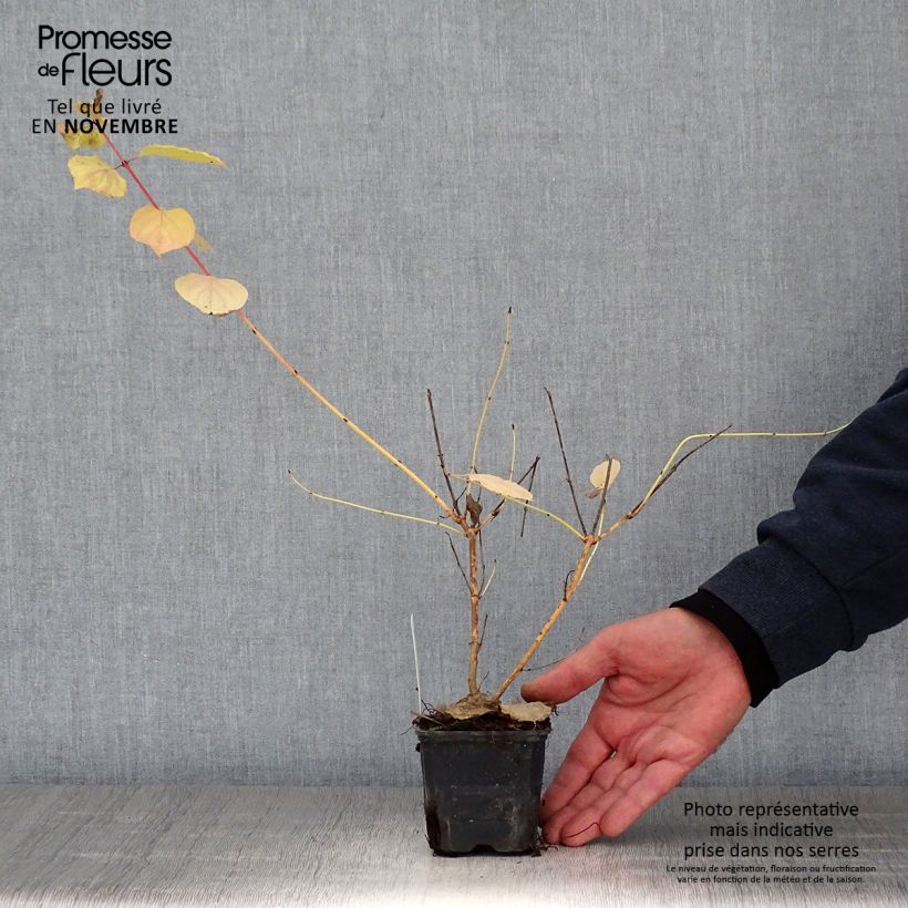 Exemplaar van Cornus sanguinea Winter Beauty - Rode kornoelje Kweekpotje van 8/9 cm zoals geleverd in de herfst