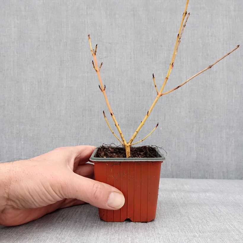 Exemplaar van Cornus sanguinea Winter Beauty -Cornouiller sanguin Godet de 8/9 cm zoals geleverd in de winter