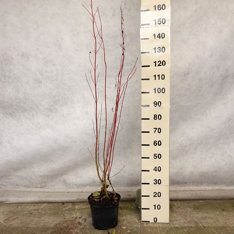 Exemplaar van Cornus sericea Cardinal - Canadese kornoelje Pot van 7,5 l/10 l zoals geleverd in de herfst