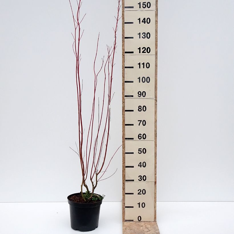Exemplaar van Cornus sericea Cardinal - Cornouiller stolonifère Pot de 7,5L/10L zoals geleverd in de winter