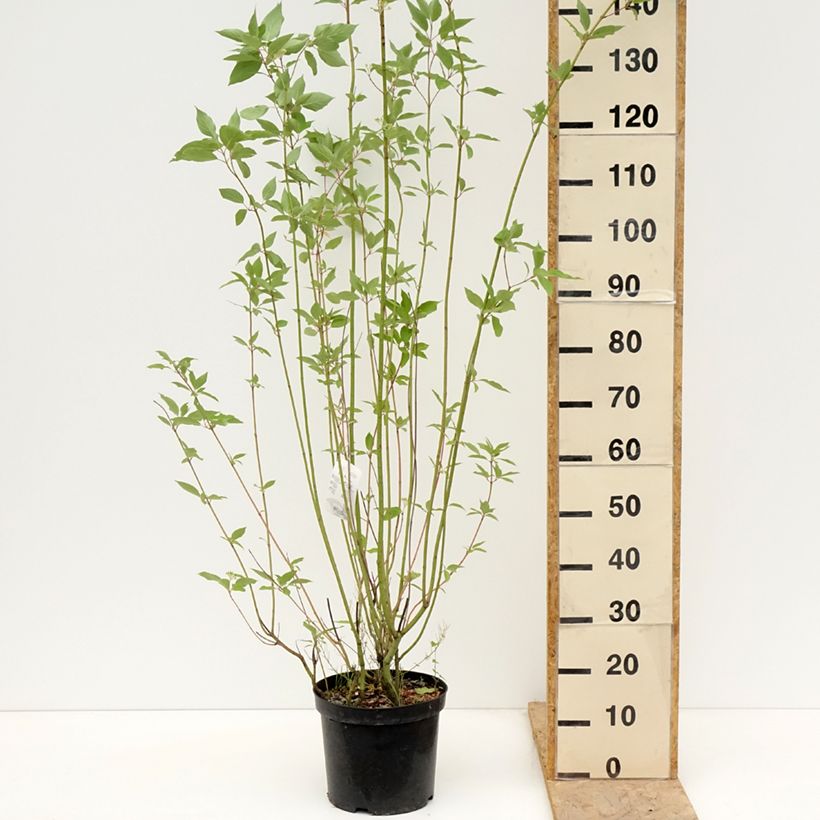 Example of Cornus sericea Cardinal - Canadese kornoelje Pot van 7,5 l/10 l as you get in printemps