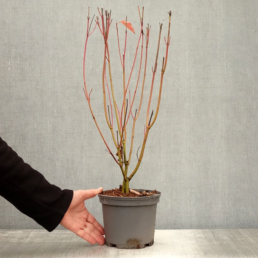 Exemplaar van Cornus sericea Cardinal - Canadese kornoelje Pot van 2 l/3 l zoals geleverd in de herfst