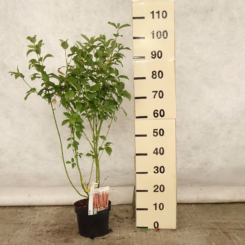 Exemplaar van Cornus sericea Cardinal - Canadese kornoelje Pot van 2 l/3 l zoals geleverd in de zomer