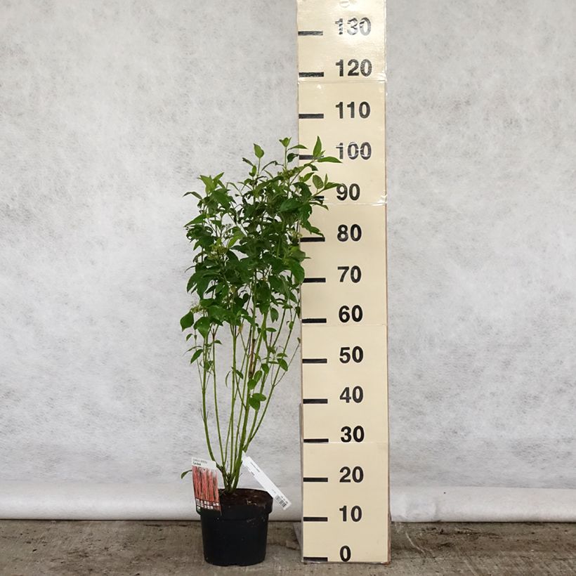 Example of Cornus sericea Cardinal - Canadese kornoelje Pot van 2 l/3 l as you get in printemps