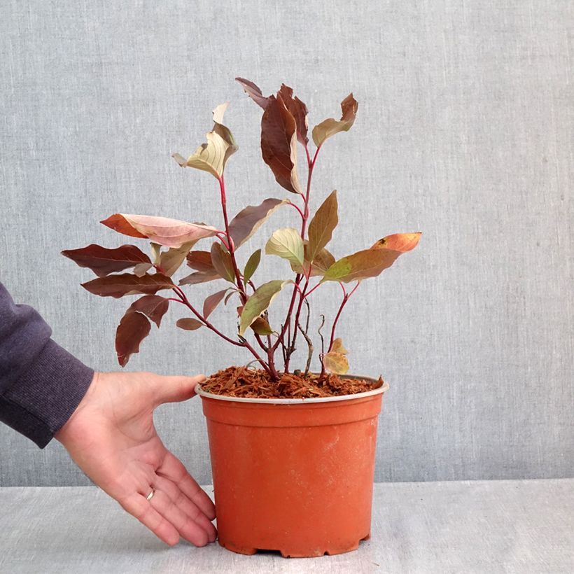 Exemplaar van Cornus sericea Farba - Canadese kornoelje Pot van 3 l/4 l zoals geleverd in de herfst