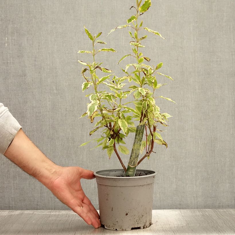 Exemplaar van Cornus sericea Hedgerow's Gold - Cornouiller stolonifère Pot de 3L/4L zoals geleverd in de herfst