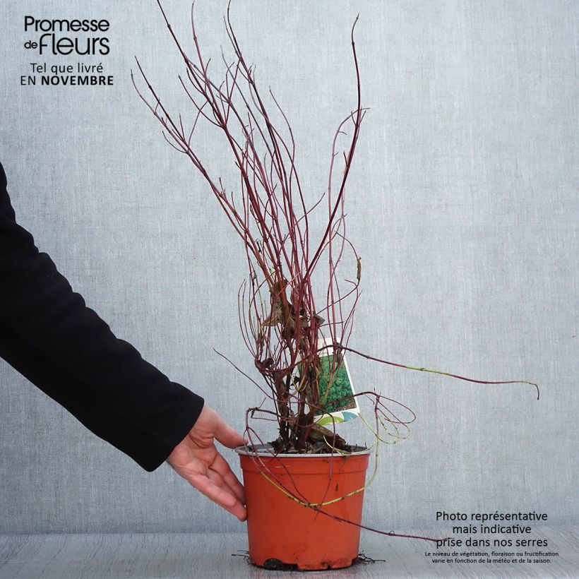 Exemplaar van Cornus sericea Kelseyi - Cornouiller stolonifère Pot de 3L/4L zoals geleverd in de herfst