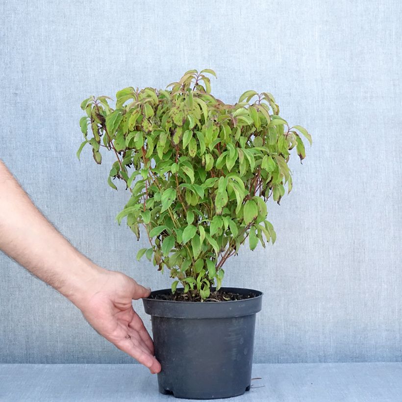 Exemplaar van Cornus sericea Kelseyi - Canadese kornoelje Pot van 3 l/4 l zoals geleverd in de zomer
