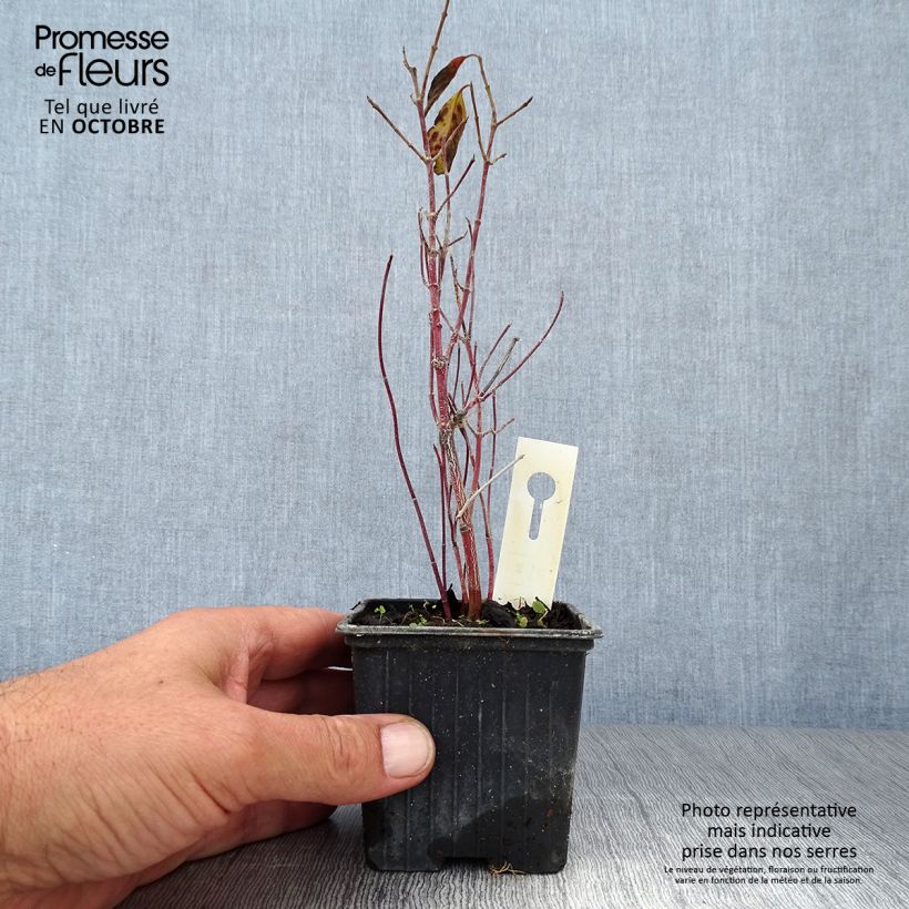 Exemplaar van Cornus sericea Kelseyi - Canadese kornoelje Kweekpotje van 8/9 cm zoals geleverd in de herfst