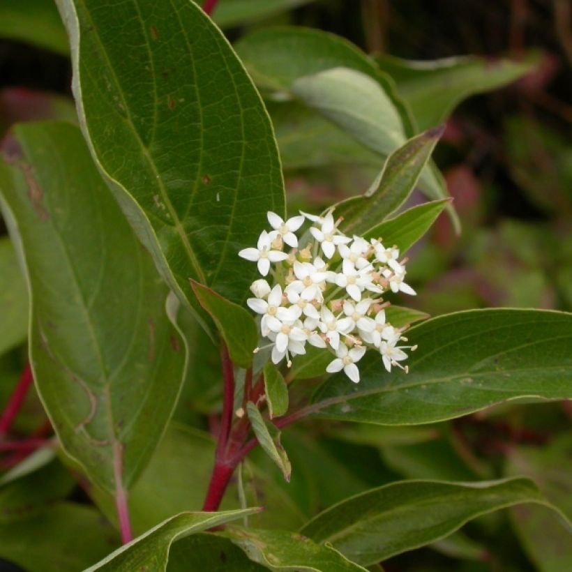 Cornus sericea Kelseyi - Canadese kornoelje (Bloei)