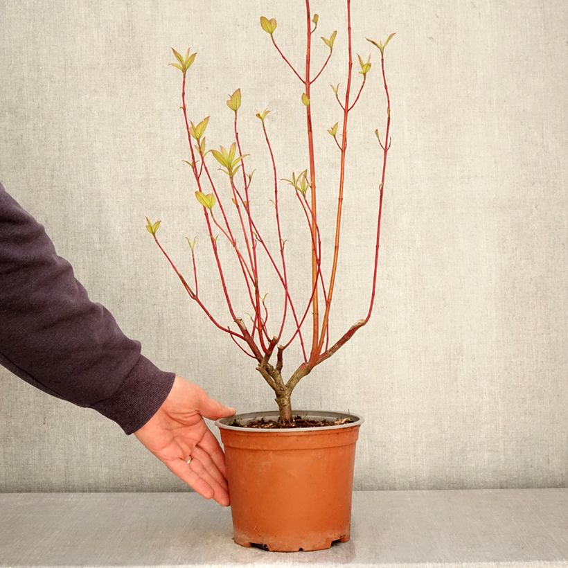 Exemplaar van Cornus sericea Sunshine - Canadese kornoelje Pot van 3 l/4 l zoals geleverd in de lente