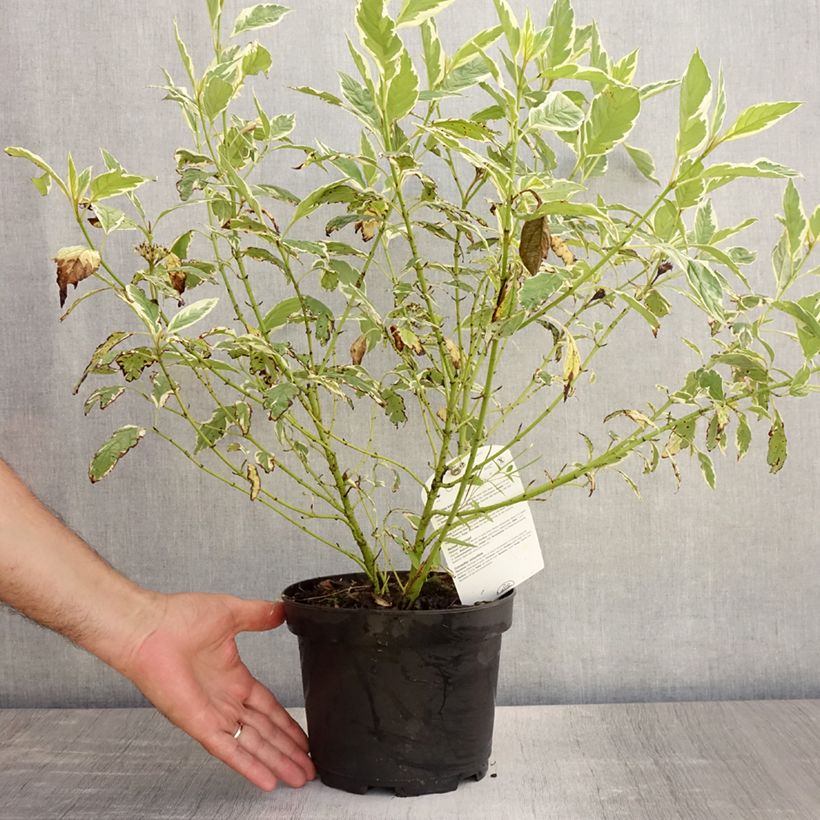 Exemplaar van Cornus sericea White Gold - Canadese kornoelje Pot van 3 l/4 l zoals geleverd in de zomer