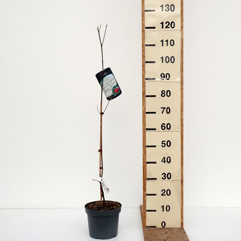 Exemplaar van Cornus Starlight - Japanse kornoelje Pot van 3 l/4 l zoals geleverd in de winter