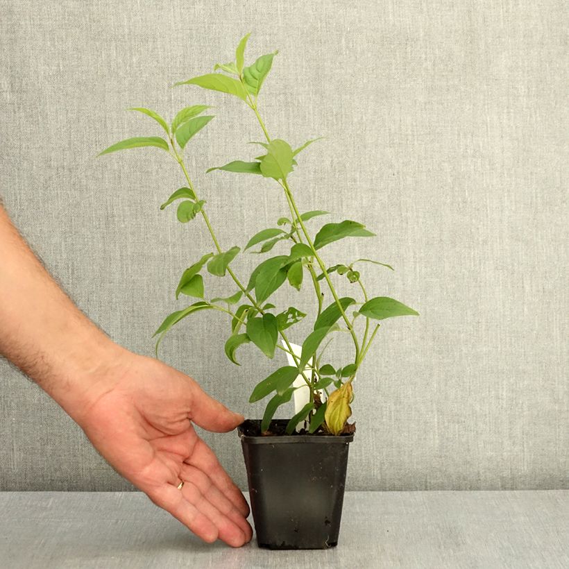 Exemplaar van Cornus stolonifera Flaviramea - Canadese kornoelje Kweekpotje van 8/9 cm zoals geleverd in de zomer