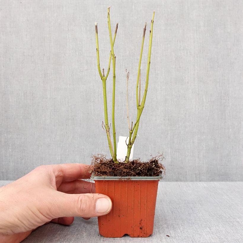 Exemplaar van Cornus stolonifera Flaviramea - Cornouiller à bois jaune Godet de 8/9 cm zoals geleverd in de winter