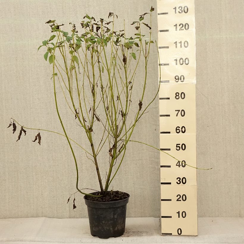 Exemplaar van Cornus stolonifera Flaviramea - Canadese kornoelje Pot van 7,5 l/10 l zoals geleverd in de herfst