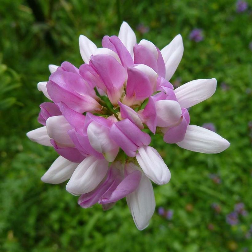 Coronilla varia - Bont kroonkruid (Bloei)